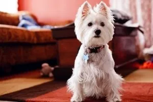 West Highland White Terrier снимка, цена, история, грижа, положително