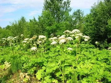 Borschivnik е отровно растение ДА Но само Borschivnik Sosnovsky