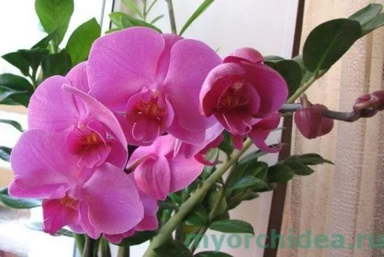 Orchid Phalaenopsis снимка, видове, как да изберем