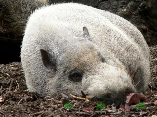 Porc fătând acasă recenzie foto și video