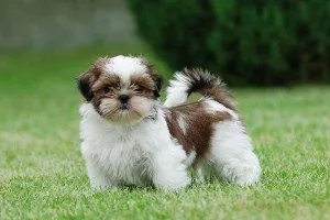 Shih Tzu описание на породата, снимка, цена, проблеми, грижи, колко струва, хранене