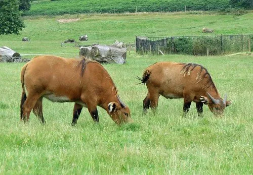 Descrierea rasei de bivoli pitici (scurtă).