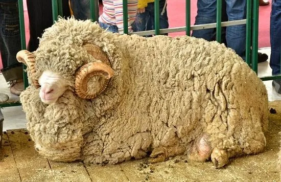 Lâna de oaie este unul dintre cele mai bune materiale