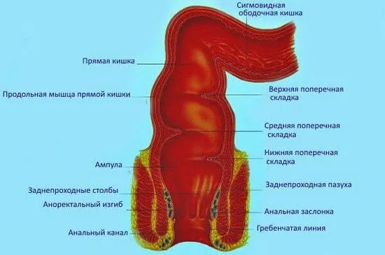 Какво боли в ректума