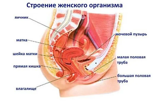 Защо боли ануса по време на менструация