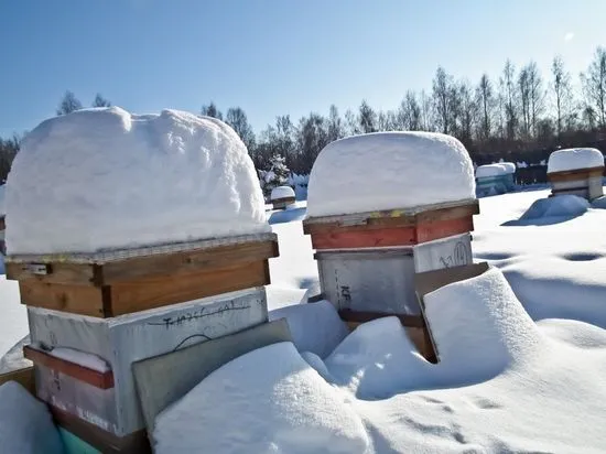 Cum să hrănești albinele iarna, caracteristici și video