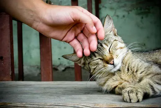 Признаци на еструс при котки, колко дълго продължава и колко често Murkote за котки и котки