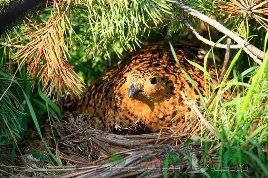 Creșterea potârnichilor ca caracteristici de afaceri și fotografii