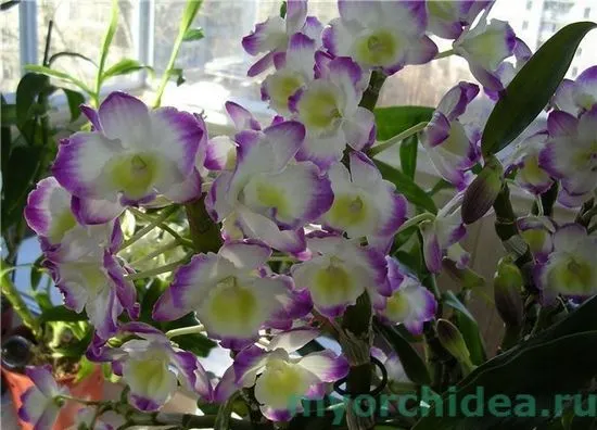 Грижа за орхидея Dendrobium nobile у дома