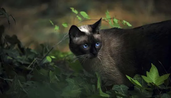 Снимка на сиамска котка, описание на породата, цена, характер, видео, развъдници Murkote за котки и котки