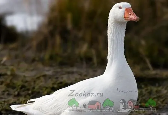 Клане на гъскиу дома методи и видео преглед