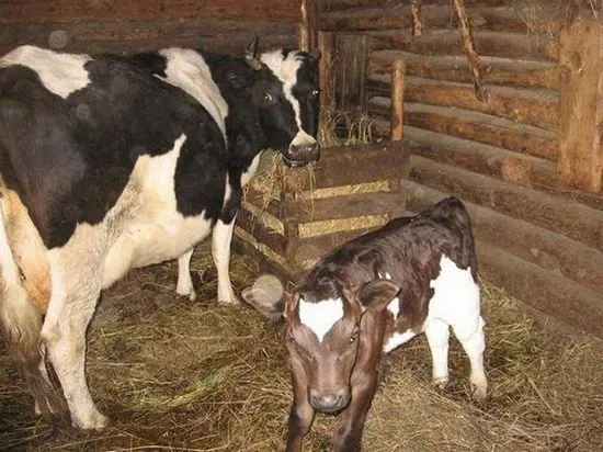 Болест на белите мускули на прасците, лечение, симптоми