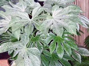 fatsia