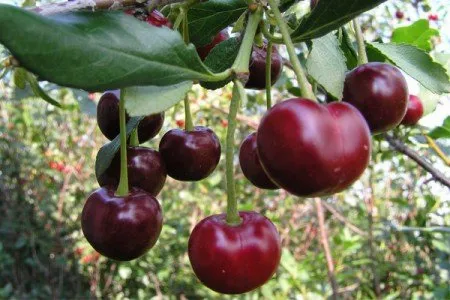 Описание на сорта Cherry Pidbelska, опрашители, засаждане, грижи