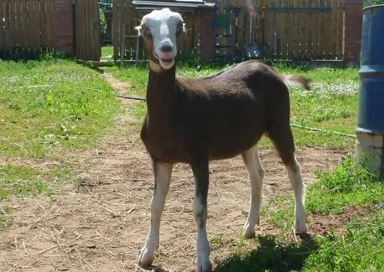 Caprele rasei (Lamancha, descrierea lor, recenzie foto și video