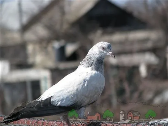 Descrierea rasei de porumbei pakistanezi, fotografii și videoclipuri