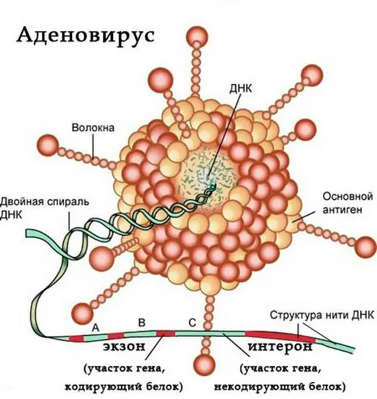 Аденовирусна инфекция при деца, симптоми и лечение