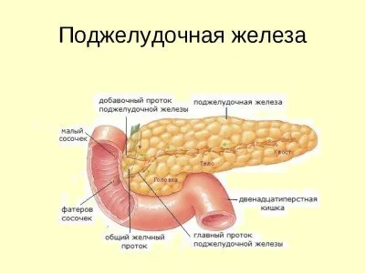 Панкреас - къде се намира, как боли, симптоми