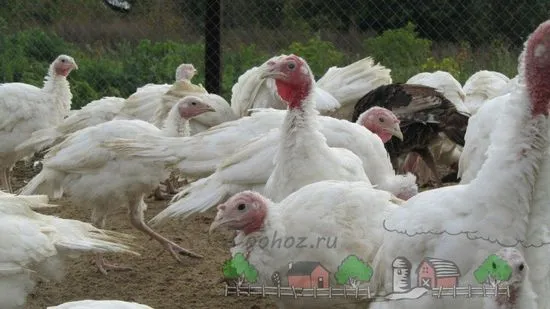 Отглеждане и отглеждане на пуйки в домашни условия