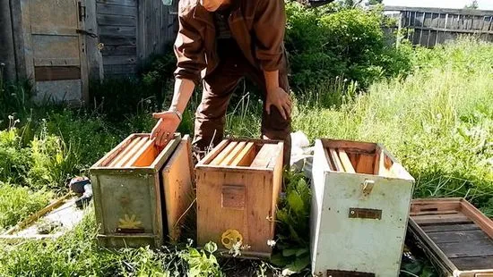 Капани за улавяне на пчелен рояк преглед, снимка и видео