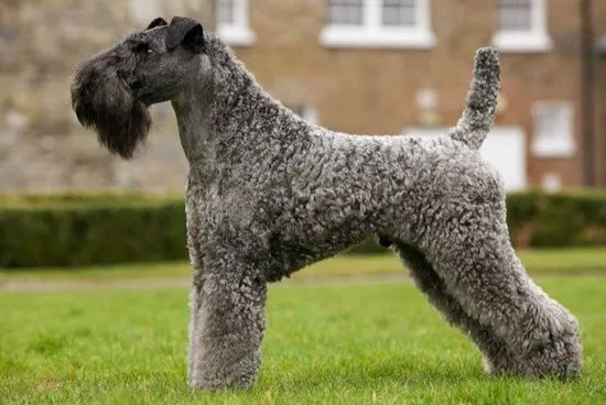 История на Kerry Blue Terrier, характер, стандарт и грижи (снимка)