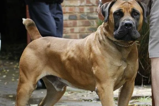 Южноафрикански Boerboel - голям преглед на породата (снимка)