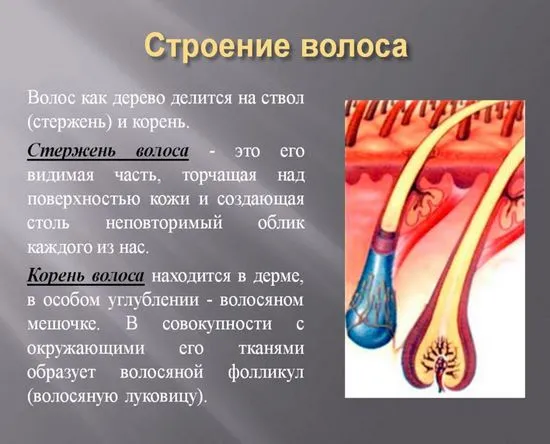 Структура, структура, дебелина, химичен състав на косата на човешка глава