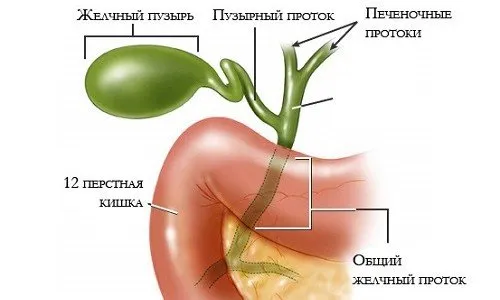 Физическа активност след отстраняване на жлъчния мехур