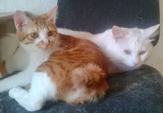 Kötés, vagy a szerelem egy macska - legyőzve elit Szibéria honlapon fehér Kuril Bobtail