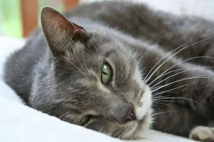 Възраст за кастрация на бездомни котки и ефектите от операцията