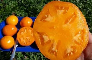 Подробно описание и отглеждане на сорта домати Persimmon