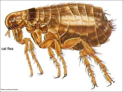Бълхи при котки, кои са те и как да се справят с тях