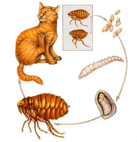 Как да премахнете бълхите от котки и да се отървете от тях завинаги
