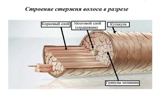 Подстригване с горещ бръснач и гореща ножица за жени, тайните на красивата коса