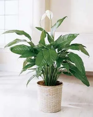 Как да се грижим за spathiphyllum у дома, така че да цъфти активно