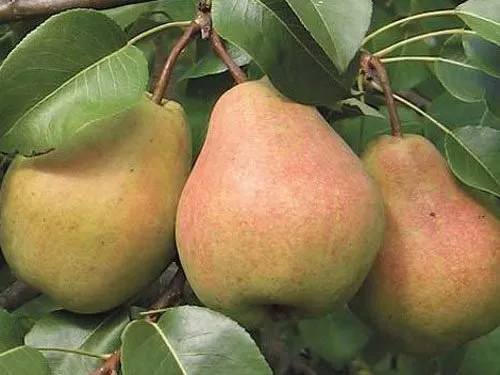 Описание на катедралата Pear, снимка,