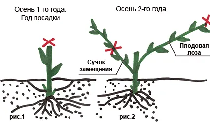 отглеждане