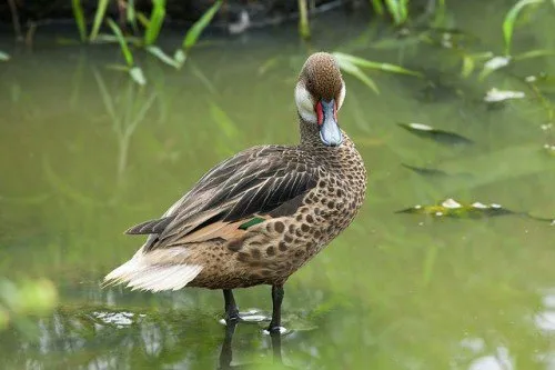 Descrierea rasei de rață Pintail cu obraji albi, fotografie, voce