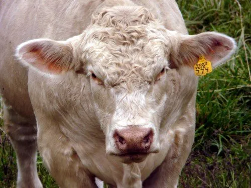 Caracteristicile rasei de vaci Charolais, fotografie, recenzie