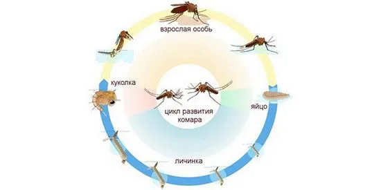 живеят