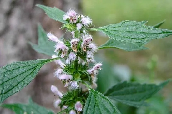 Motherwort за хипертония - предназначение и рецепти