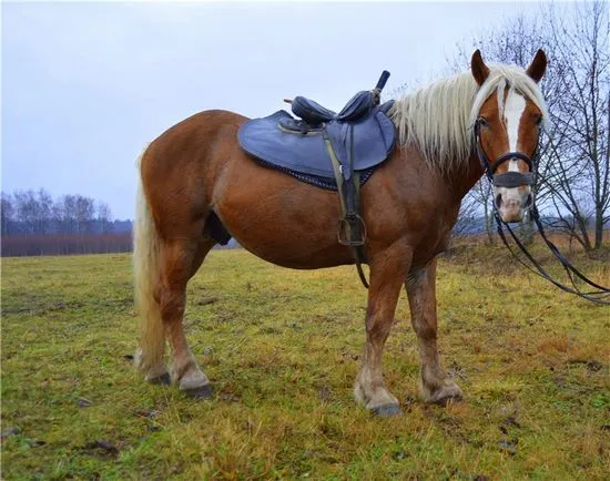 Rasa de cai rusesc Vagovoz fotografie, descriere, temperament