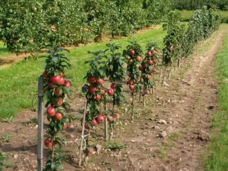 Останкино колонно ябълково дърво описание, снимка, характеристики RoyPchel.ru