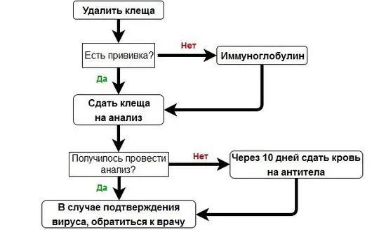 Какво да направите, ако кърлежът е ухапал първо човекапомощ при ухапване -