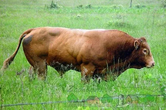 Cum să sacrifici și să procesezi un videoclip și o fotografie de taur