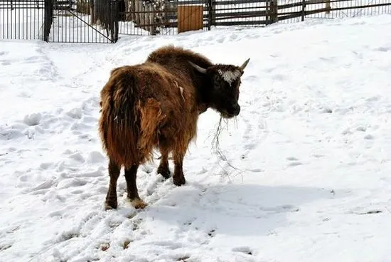 Prezentare generală a rasei de vaci Yakut, descrierea și fotografia acesteia