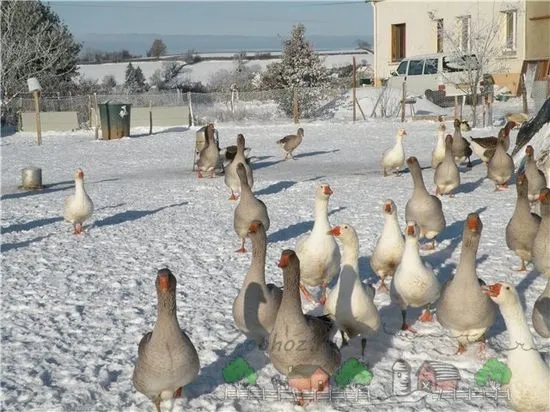 Съдържание на гъски през зимата у дома, снимки и видеоклипове