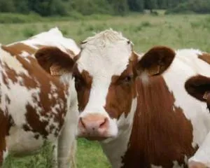 vaca Simmental. Rasa Simmental de vaci