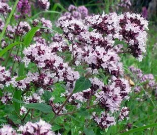 Полезни свойства на тревата от motherwort