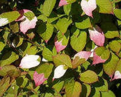 Actinidia colomycta засаждане и грижи. Възпроизвеждане.